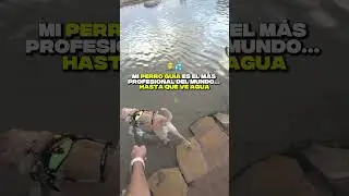 Mi perro guía es el más profesional del mundo… hasta que ve agua 🤦‍♂️💦