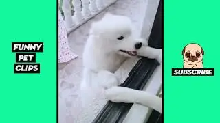 Tik Tok Pets  Funny Cute Animals #34