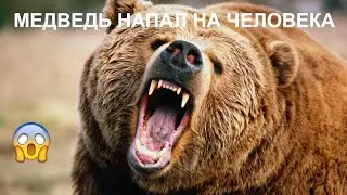 Медведь охотится на человека.