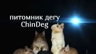 Выкармливание дегу часть 1