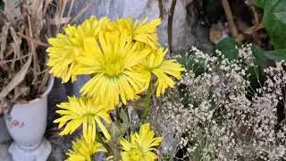 Test Video 8K