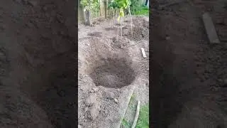 Подготовка к посадке груши - 8 сентября 2020 г.