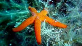 Greece Underwater