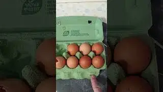 МАМА КУПИЛА КУРИНЫЕ ЯЙЦА