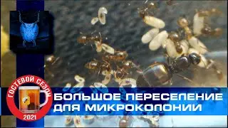 Финский ДНЕВНИК: Огромное переселение для МИКРОКОЛОНИИ муравьев из Греции.