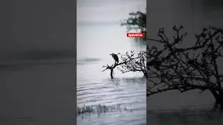 60x Hyper Zoom Lens 