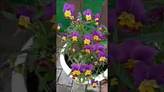 Скромные, но такие красивые🍃