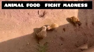 WHATS  THE NAME OF THIS ANIMAL? || LIVE FOOD FIGHT! #animals #animalsvideo #animallover #animal