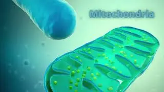 Mitochondria: ultrastructure made simple