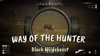 WOTH - Black Wildebeest - Hunt with commentary