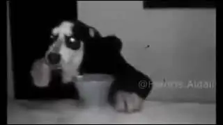 Perro comiendo cerial con cuchara