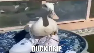 Shitpost Status