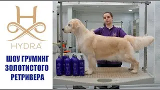 GOLDEN RETRIEVER SHOW GROOMING