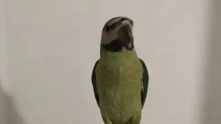 Bird updates. New bird, training progress and more 🥰