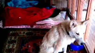 История Веги. Нужен хозяин для собаки! Беларусь!🙏🏼 Помощь животным🆘