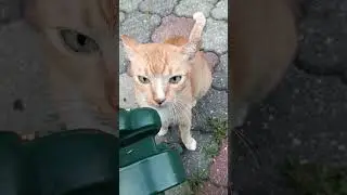 CAT RUBS CHAIR