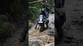Trobos hutan perbatasan Malaysia-Indonesia