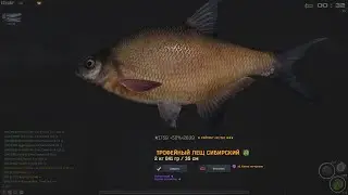 Fisher Online: Енисей, лещ сибирский