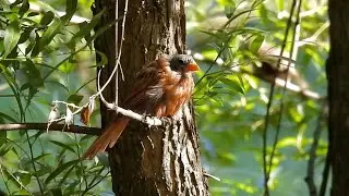 Birds At The Pond