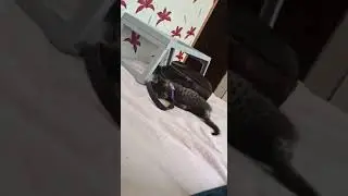 У нас родился котёнок