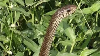 Rat-snake slithering in the grass!