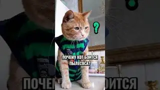 Почему кот боится пылесоса? 