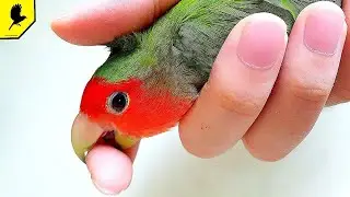 7 MINUSES of Keeping a Lovebird / All about lovebirds. Maintenance, features, feeding