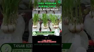Menanam Bawang Dirumah Selain Menghijaukan Mata Dapat Memenuhi Kebutuhan Dapur #petanimilenial