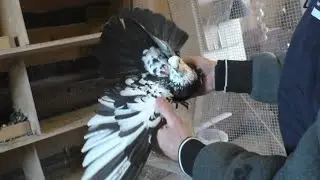 Голуби Тульской обл.