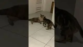 Gremlin is a Trained Navy SEAL
