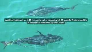 #The #Atlantic #bluefin #tuna, #golden #animals #bluefintuna #dogbreed  #yellowfintuna