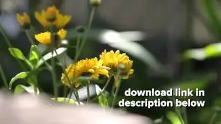 Final Cut Pro X (FCPX) Transition: Simple Bounce Thirds