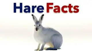 Hare & Rabbit Facts