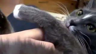 Кот - пожиратель человеков / Maneater cat