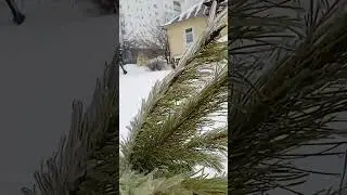 лед на ветках