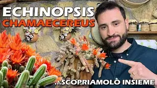 ECHINOPSIS CHAMAECEREUS PIANTA GRASSA CON FIORI SIMILI ALLA MARGHERITA ECCO COME REPLICARLA