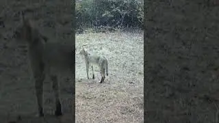 SAZ KEDİSİ DİKKATLE ORMANA BAKIYOR! #sazkedisi #youtubeshorts #wildlife #keşfet #trailcamera