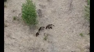 Medvedia rodinka / SKA DRONE