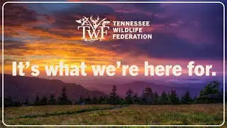 Tennessee: It's what we're here for.