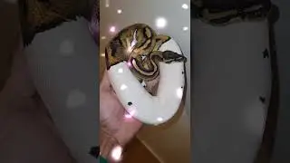 Cadê meu bebezinho? 😝