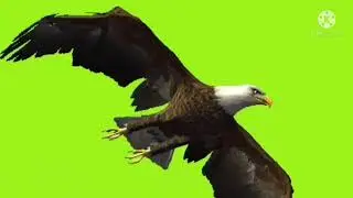 free green screen video eagle