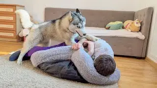 My Dog Doesn’t Like Me Stealing His Bed | Funny Husky Reaction