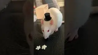 Always Be Your Rattie Self
