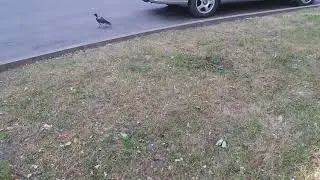 Жизнь врановых - 