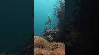 Sound ON  #shorts #underwater #barracuda #fart