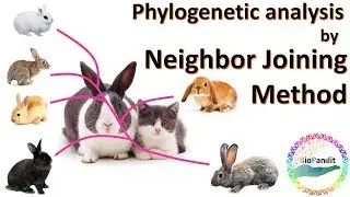 Phylogenetic analysis by Neighbor Joining Method