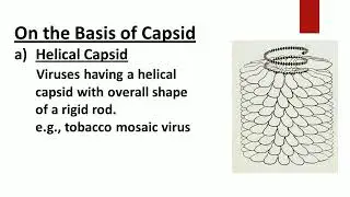 Classification Of Viruses
