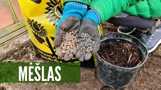 Mėšlas šiuolaikiniam daržui: kaip pasirinkti ir kaip naudoti