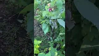 Малина полька. Сезон уже заканчивается. Ягод уже нет. 24 год.