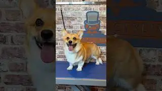 Doggy Daily Episode 351: Winnie the Corgi 🐾 #corgi #doggrooming